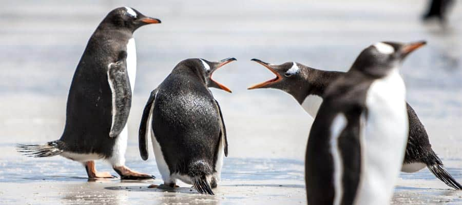 Penguins in the Falkland Islands