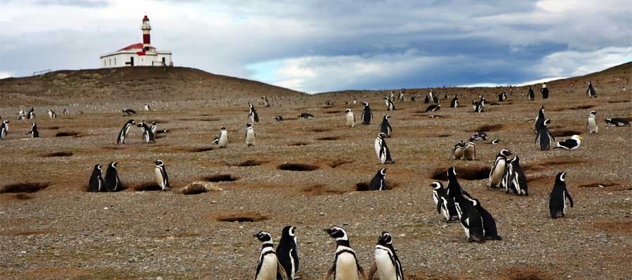 Friendly penguins