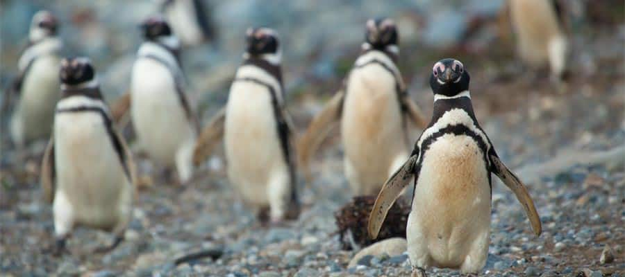 Friendly penguins in Punta Arenas