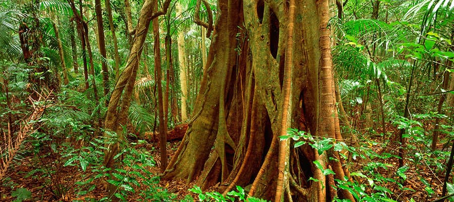 Lush rainforest on your Brisbane cruise
