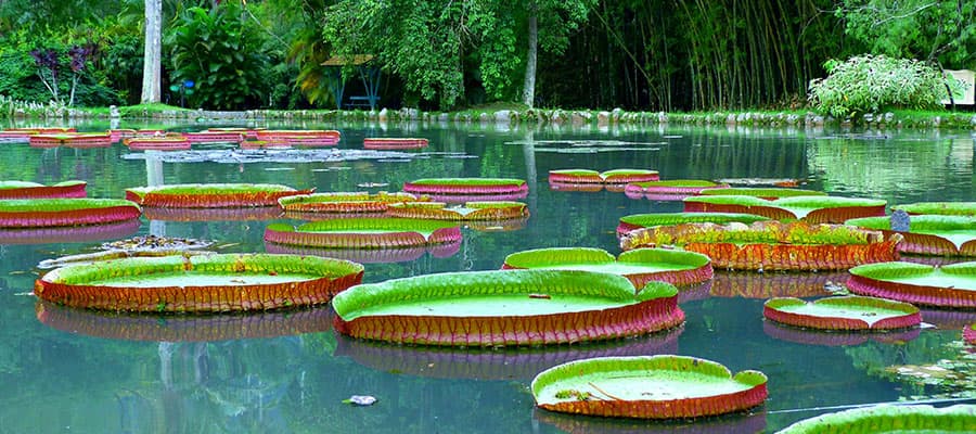 Botanical garden on a Rio de Janeiro cruise