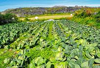 Agriculture