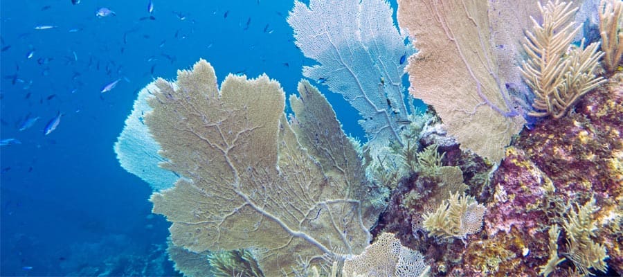 Snorkel at the Marine Park Reef in Roatan