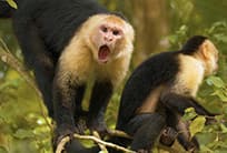 NCL Cruise Excursion Tours - Gumbalimba Preservation Park Tours