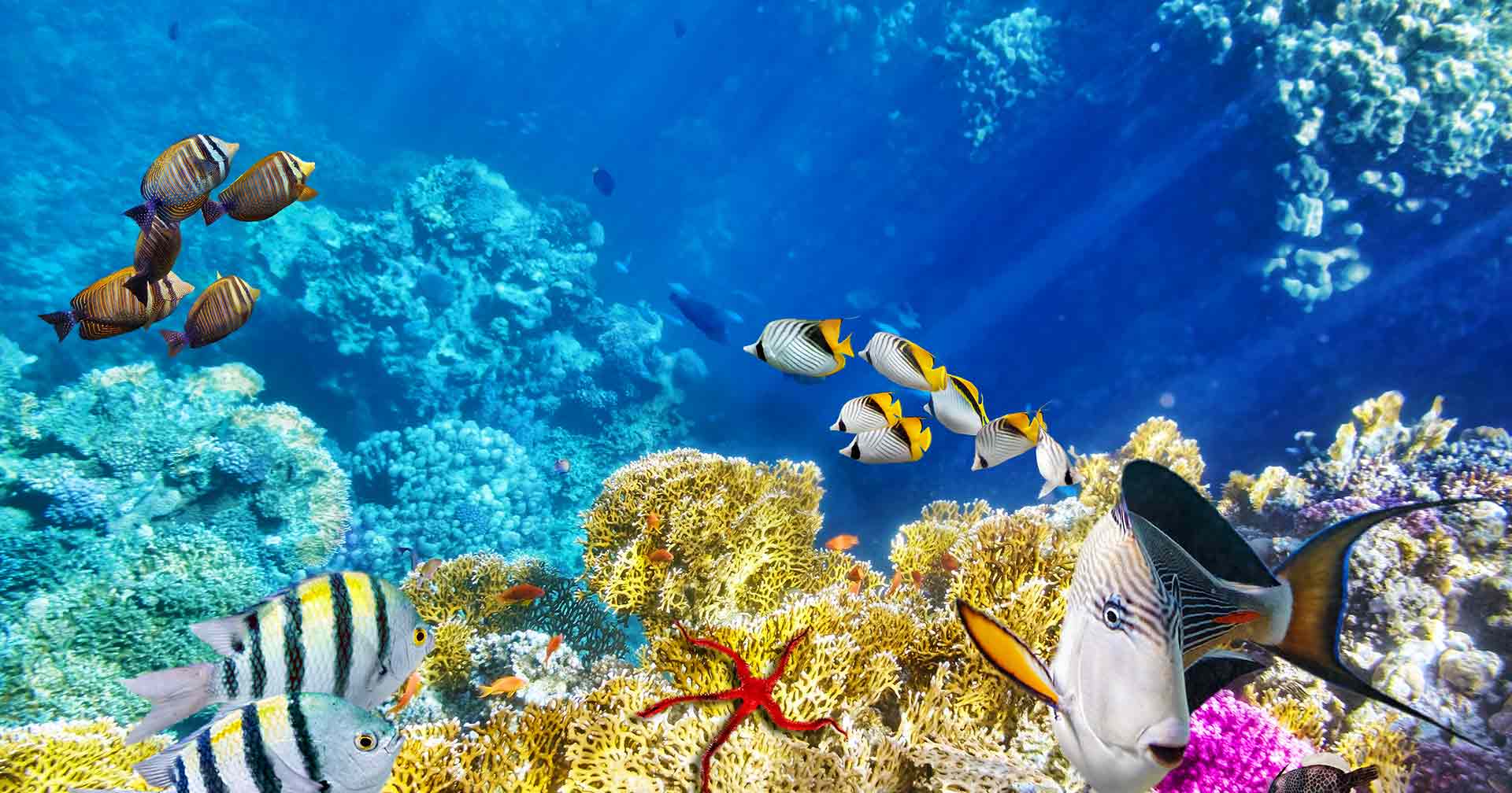 Aqua Scope Underwater Discovery 