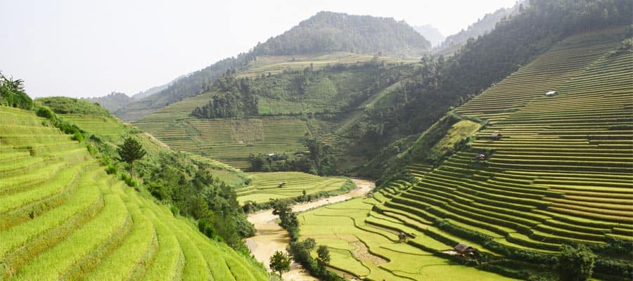 Terraced green fields on Phu My (Ho Chi Minh City) Cruises