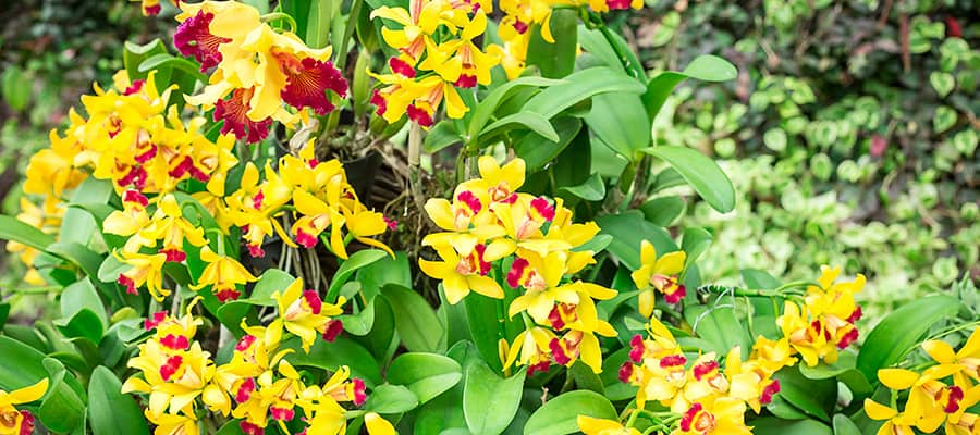 Stunning Orchid Flowers on your Singapore Cruises