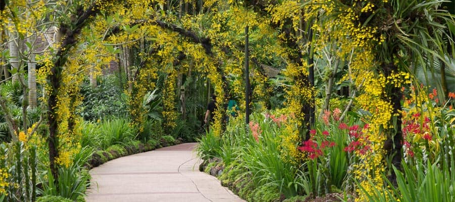 National Orchid garden on your Singapore Cruise