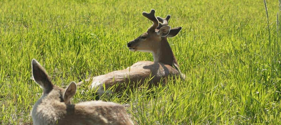 Two Sitka Black Tailed Deer