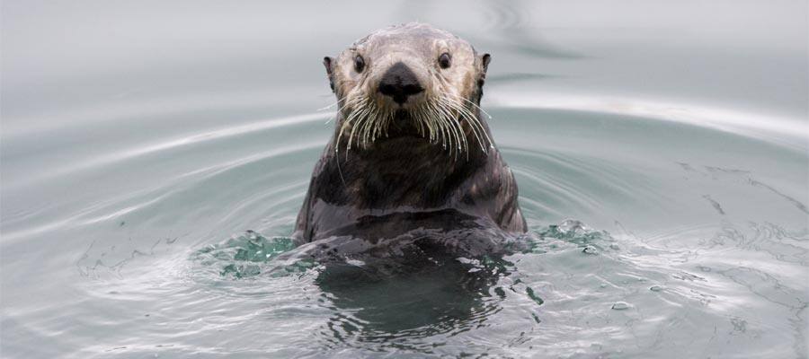 Alaskan sea otter