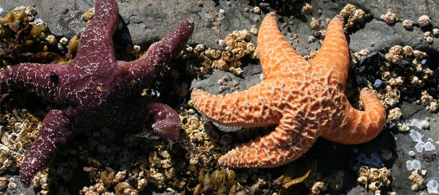 Starfish in Sitka