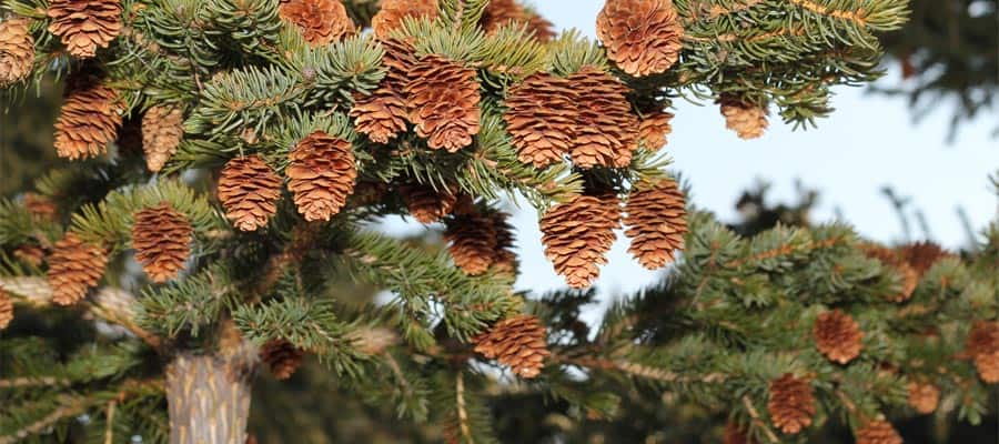 Sitka spruce tree