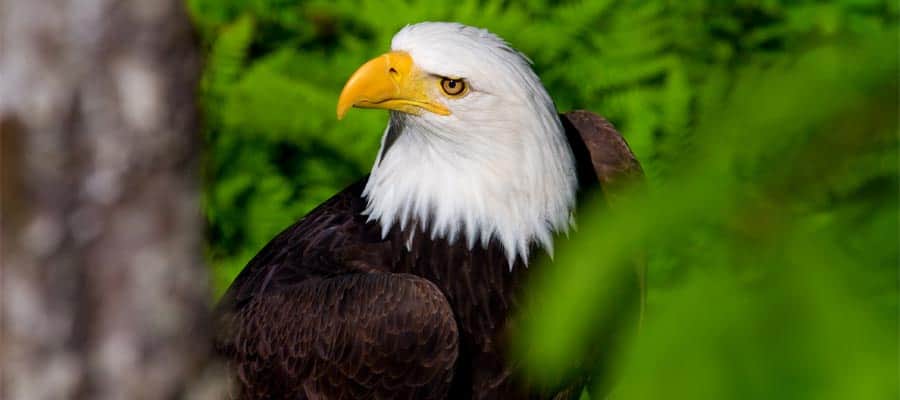 Bald Eagles on your Alaska cruise