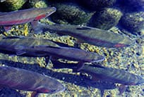 Rainbow Trout - Mt. Fuji