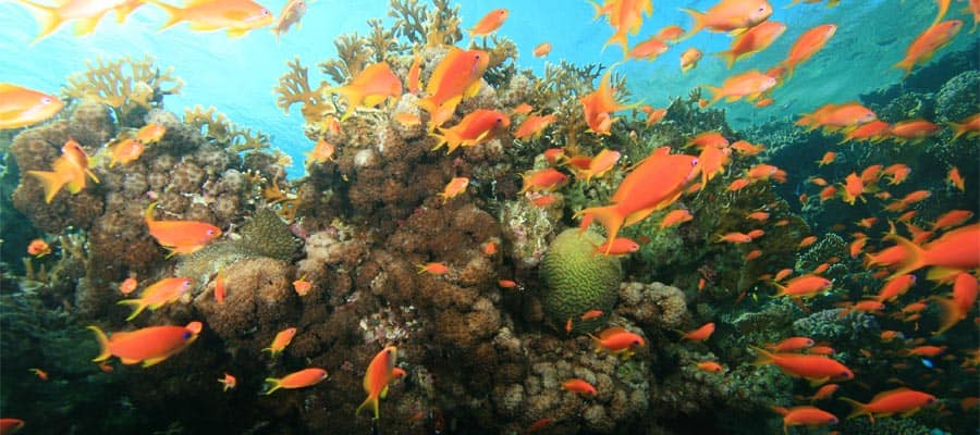 Lyretail anthias on a coral reef on a Caribbean cruise