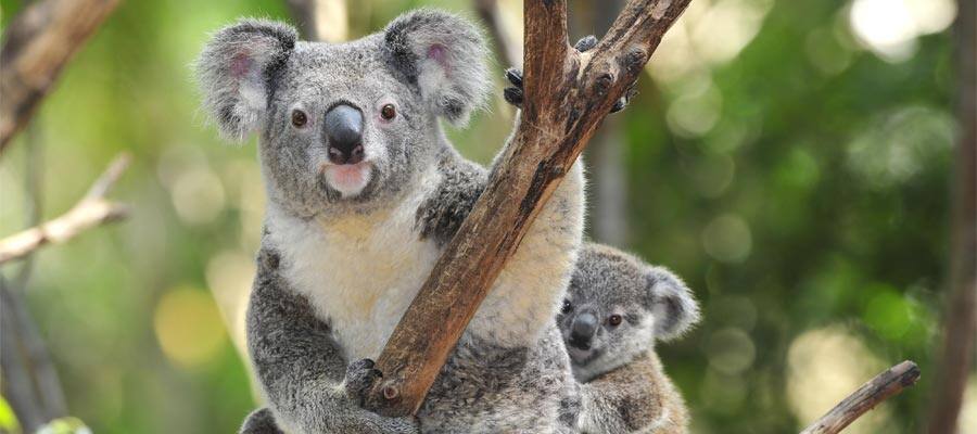 Koalas in Sydney