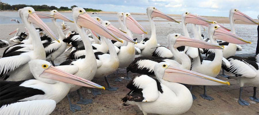 Australian Pelicans on a Sydney Cruise