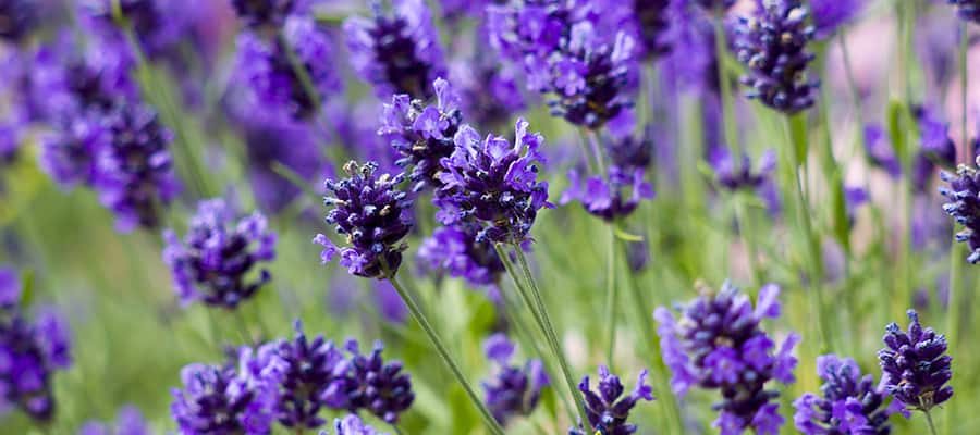 Lavender flowers on a Tauranga Cruises