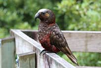 Maungatautari Sanctuary