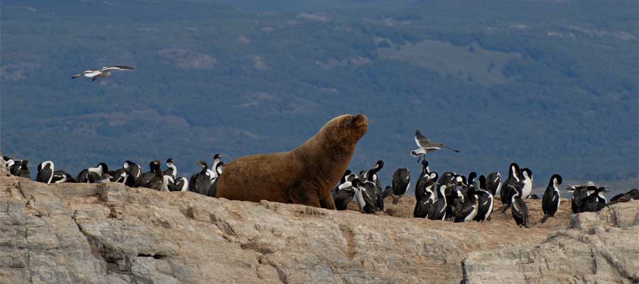 Sea lions in Tierra del Fuego