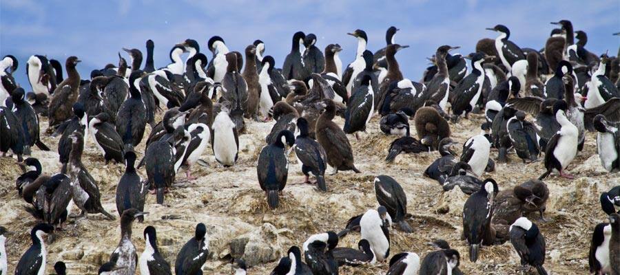 Cormorant Colony on a cruise to Ushuaia