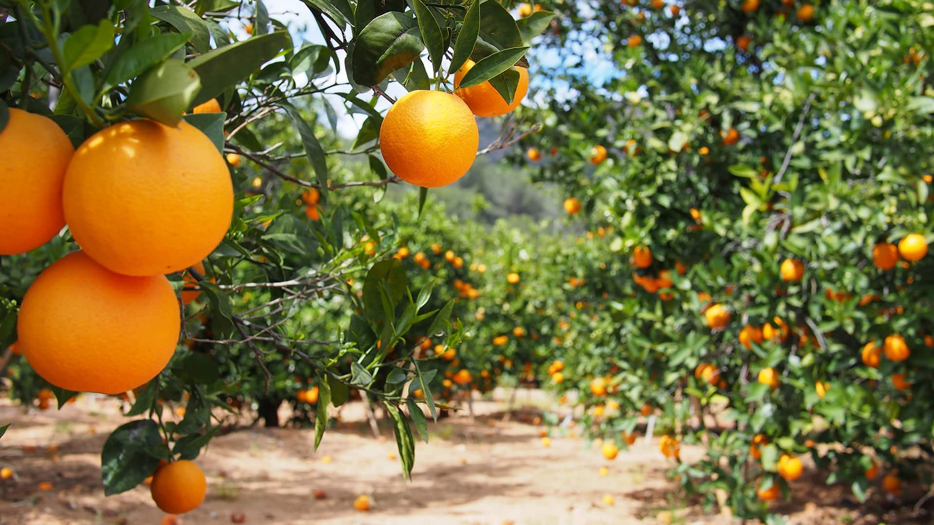 Go Green-Eco Farming & Citrus Fruits 