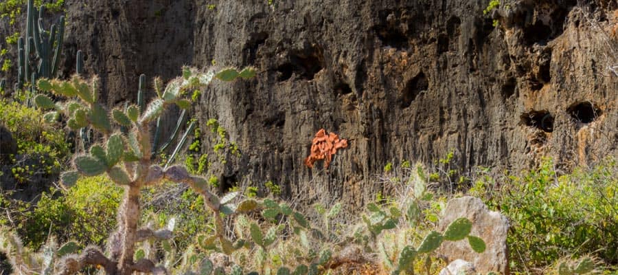 Cruise the Caribbean and see Hato Plains and its caves