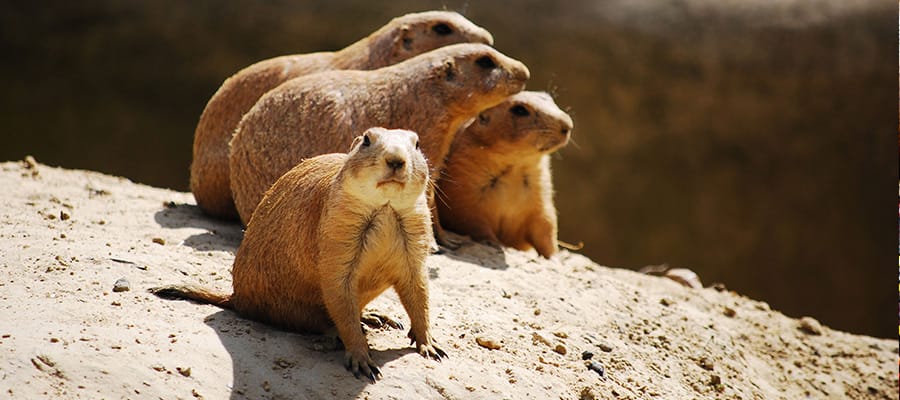 Prairie dogs on a Wellington Cruise