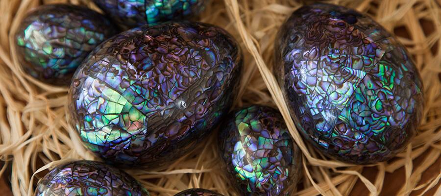 Abalone shell eggs on a Wellington Cruises