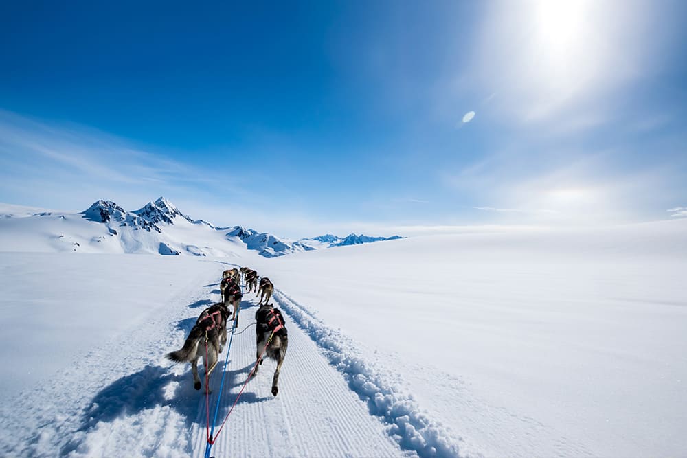 Dog Sledding in Alaska