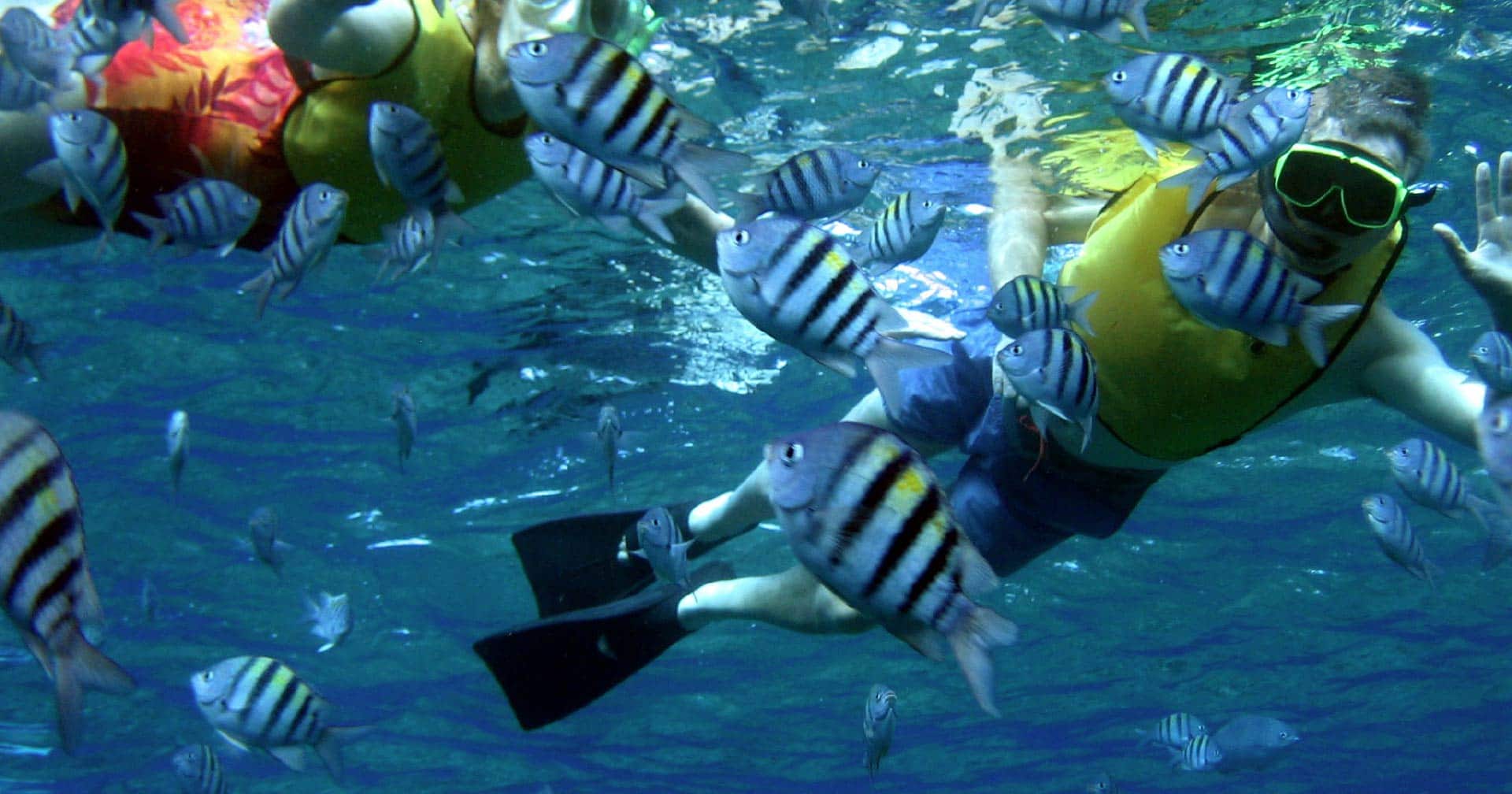 Reef & Wreck Snorkel