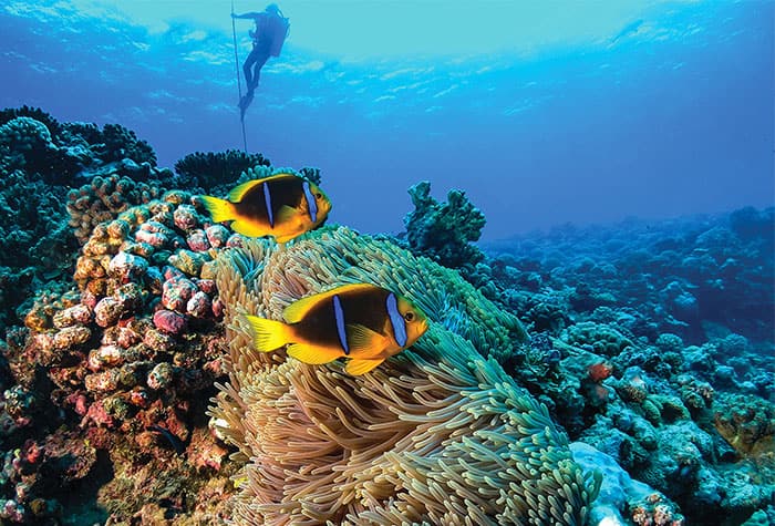 Experience French Polynesia Taihiti Underwater
