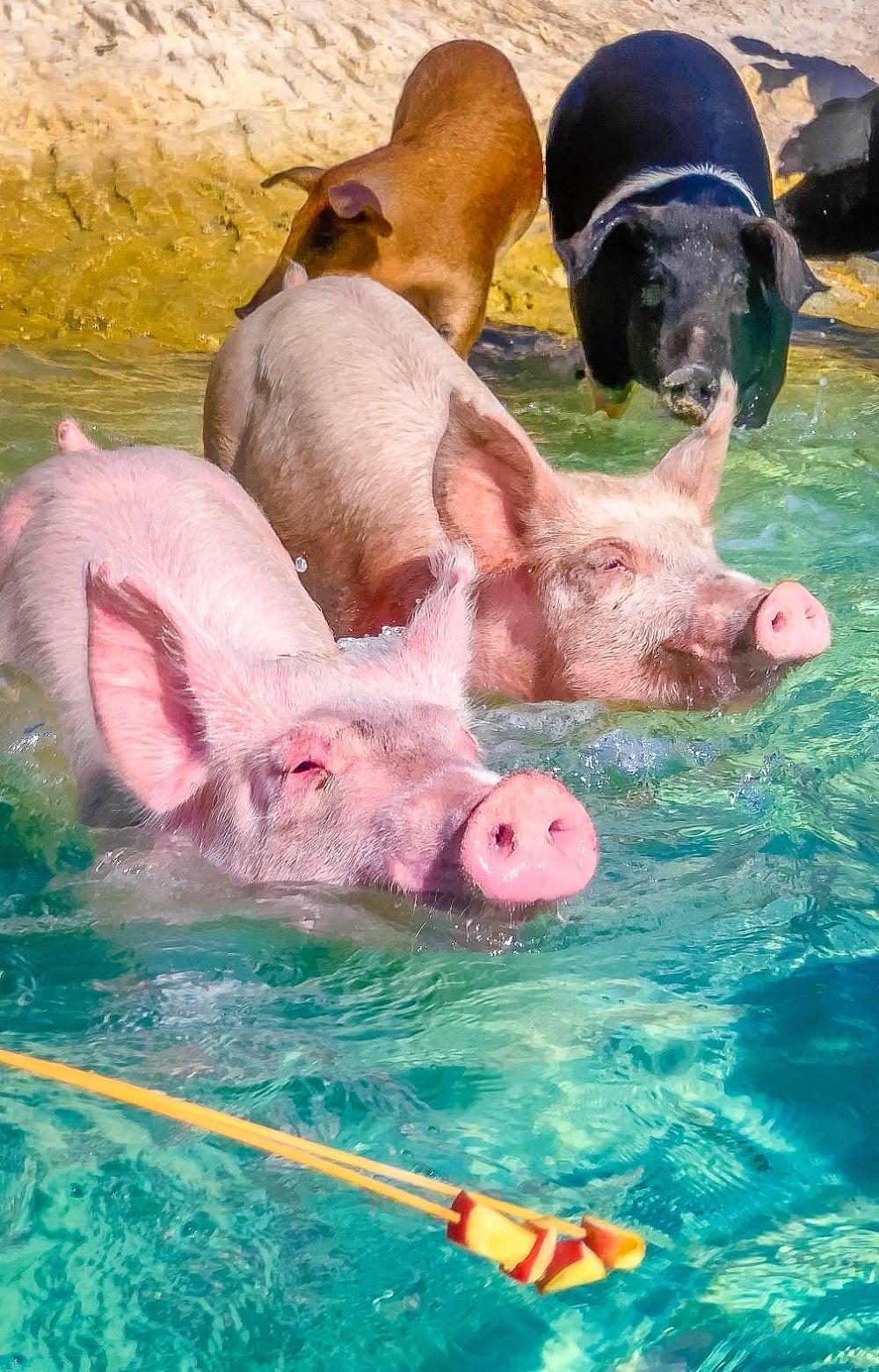 Bahamas Swimming Pigs