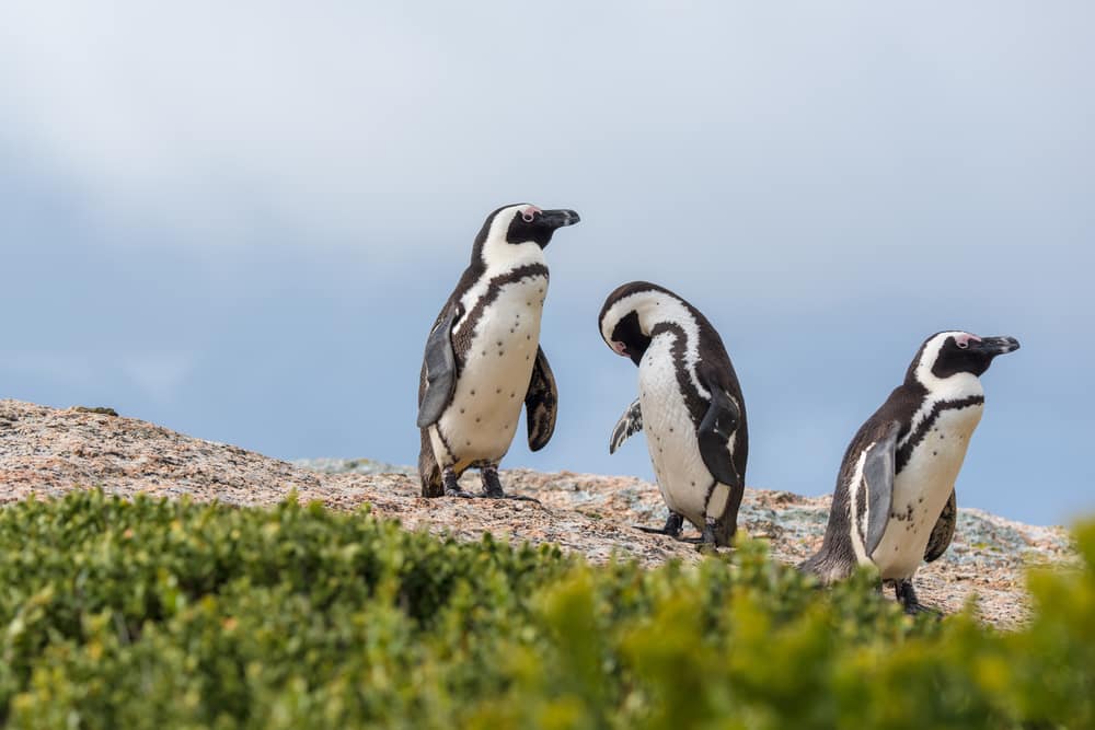 Cruise to Mossel Bay with Norwegian